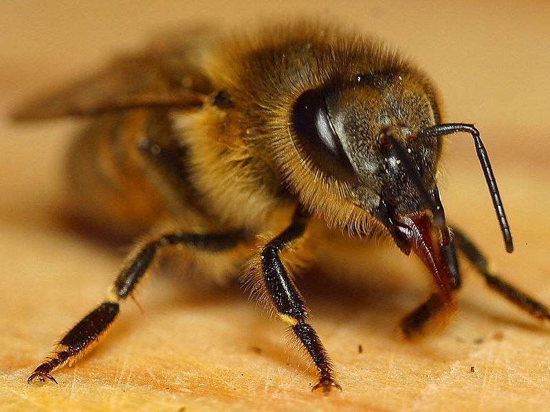 Curiosidades sobre abelhas